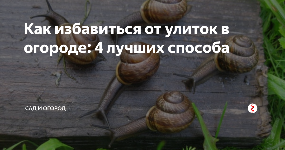 Как избавиться от улиток на даче простым способом