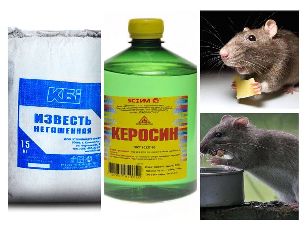 Как эффективно избавиться от мышей в частном доме навсегда?