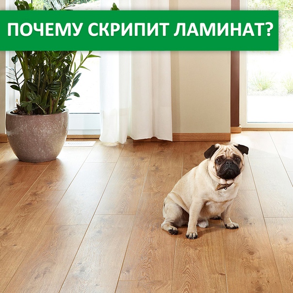 Почему скрипит ламинат при хотьбе: как устранить без разбора и что делать, если хрустит