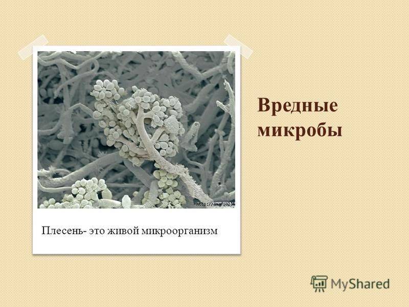 Смертельная бактерия и плесень: чем опасен кондиционер? - домострой - info.sibnet.ru