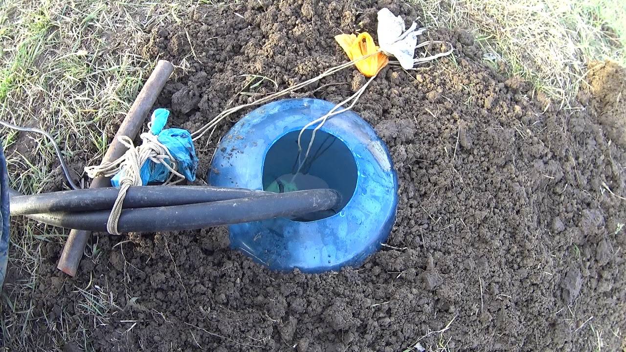 Как избавиться от кротов на участке. советы опытного фермера
