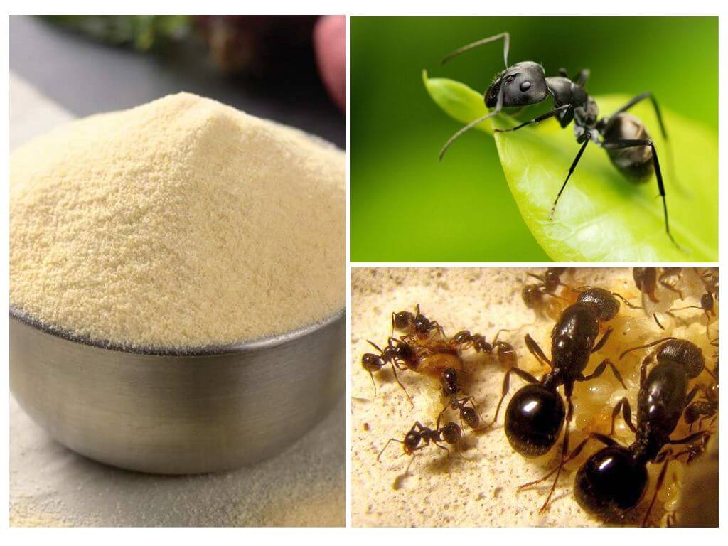Народные средства борьбы с муравьями. Манка от муравьев. Избавление от муравьев. Средство против муравьев в доме. Средство от муравьёв на участке.