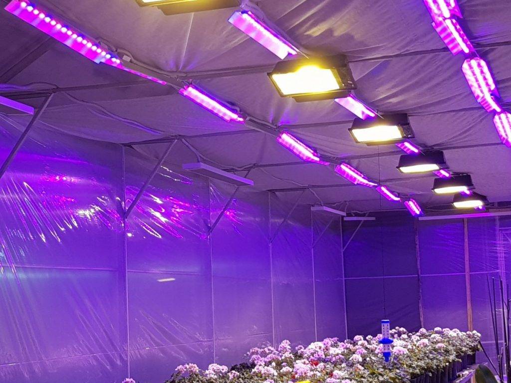 Фитолампы для теплиц: какие выбрать лампы для растений в теплицу и сделать свет 12 вольт, освещение зимних теплиц для выращивания растений - отзывы видео, рассчитать мощность