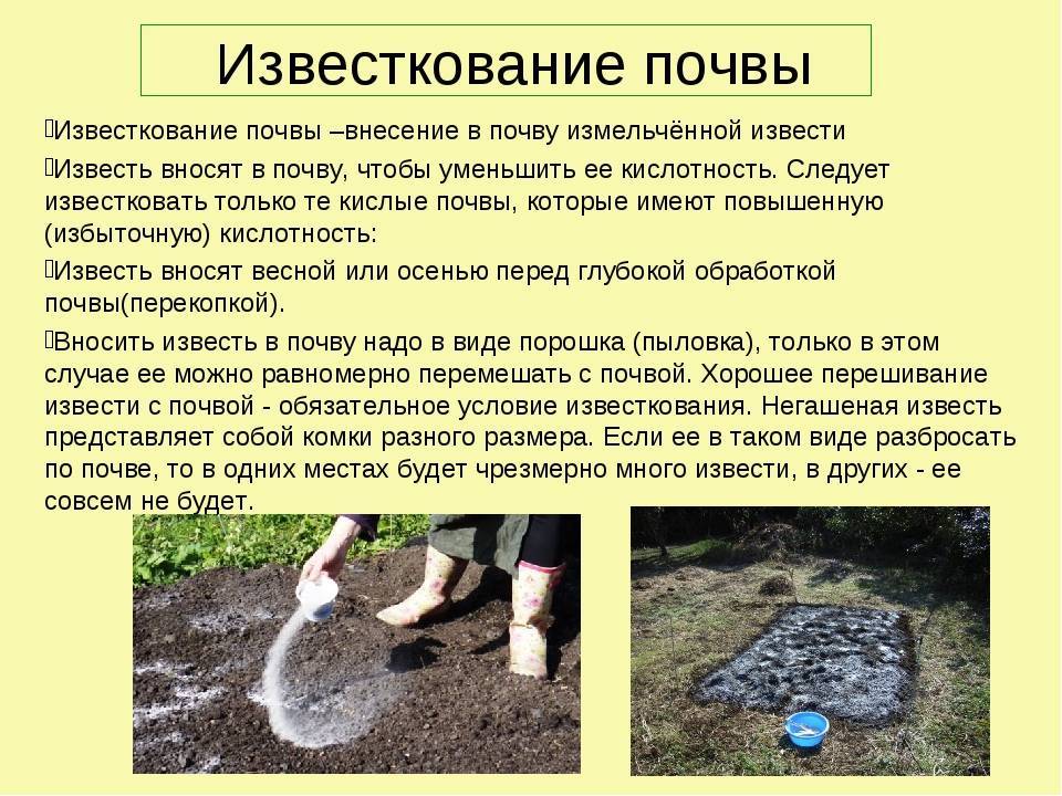 ✅ расход гашеной извести на 1 сотку земли - усадьбанатали.рф
