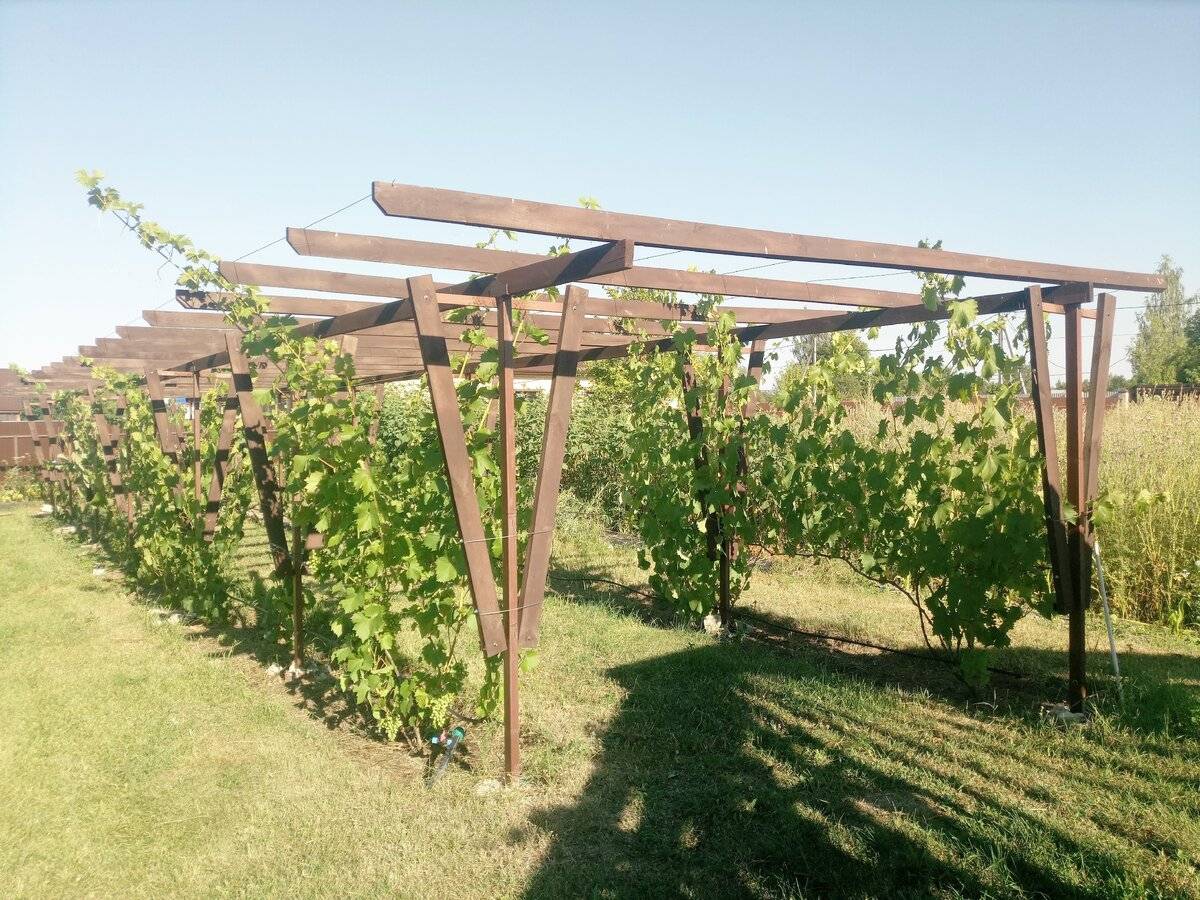 Фото шпалеры для винограда своими руками из дерева
