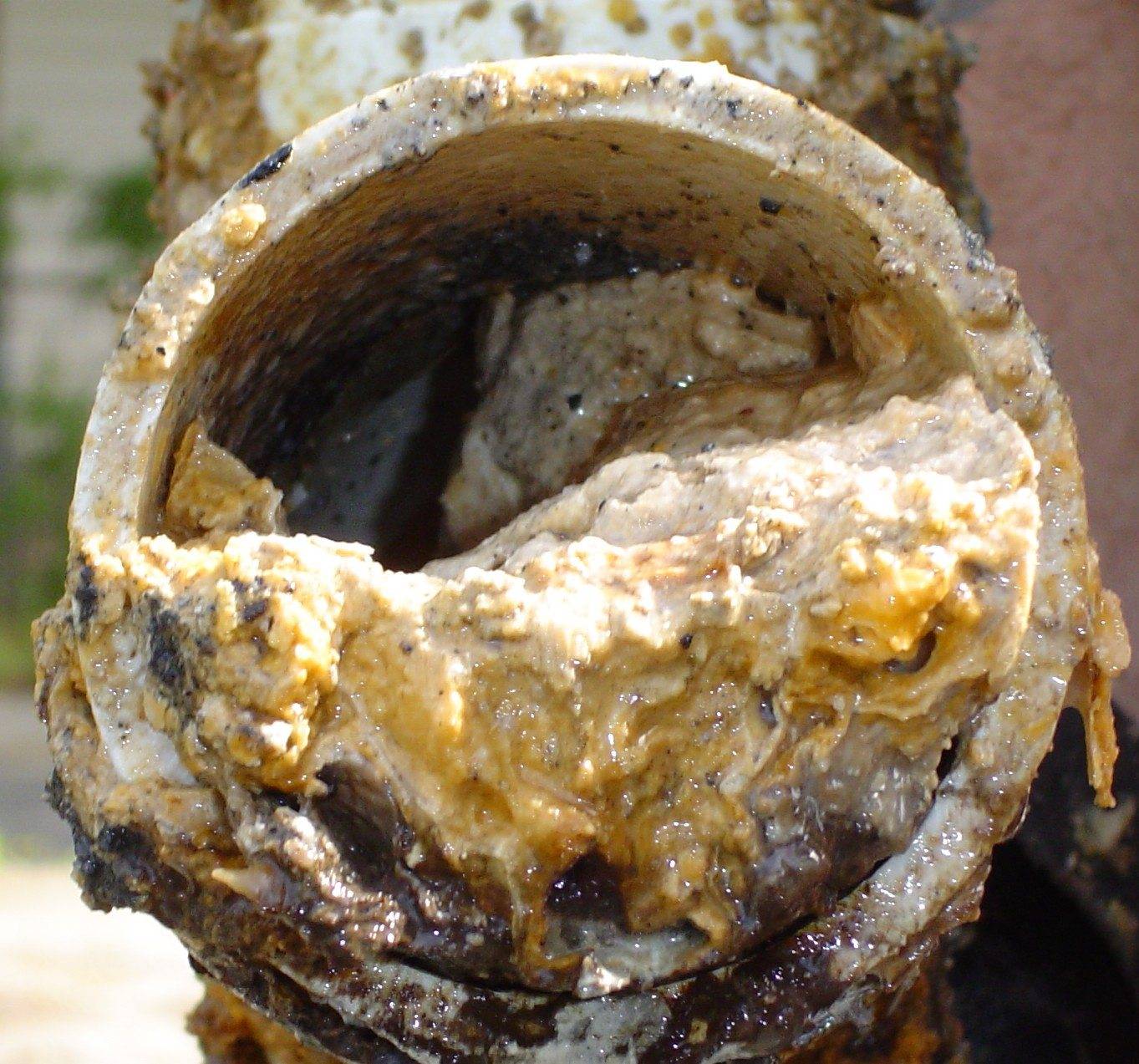 Жир в канализационной трубе: как решить проблему