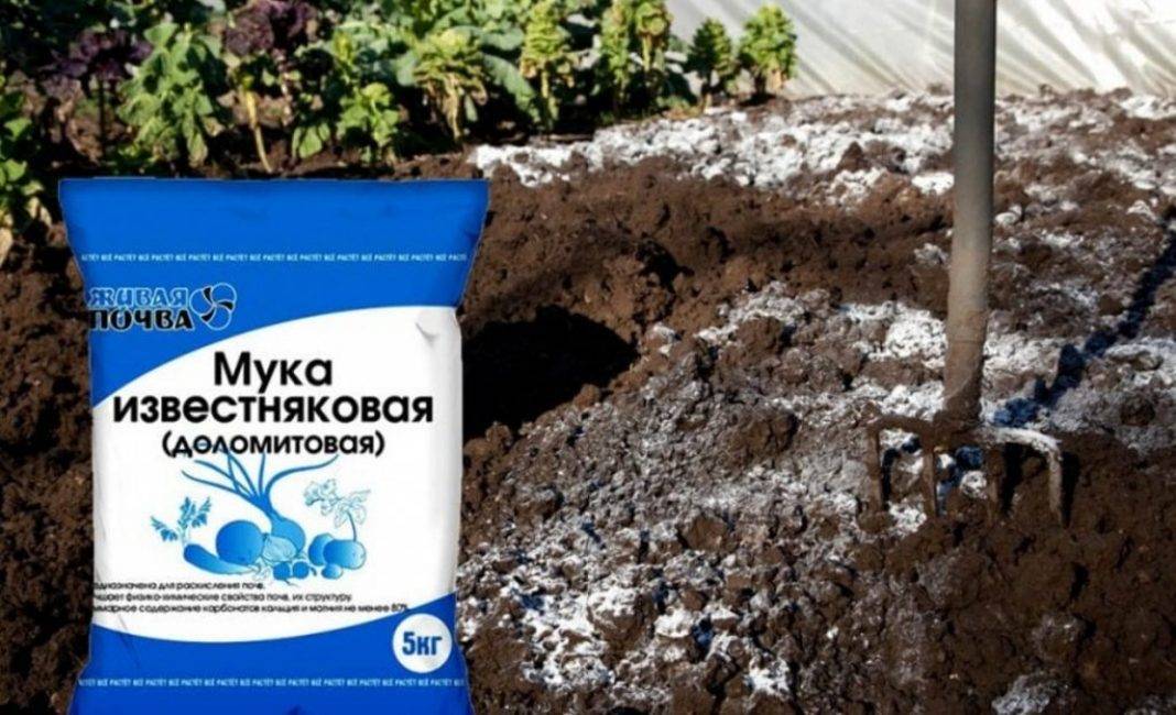 Раскисление почвы доломитовой мукой, известью, золой. известкование весной и осенью